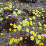 Flowers in the death valley