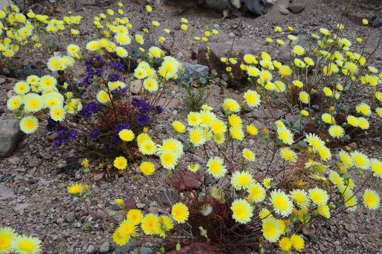 Flowers in the death valley