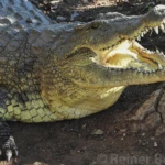 Wildlife 17