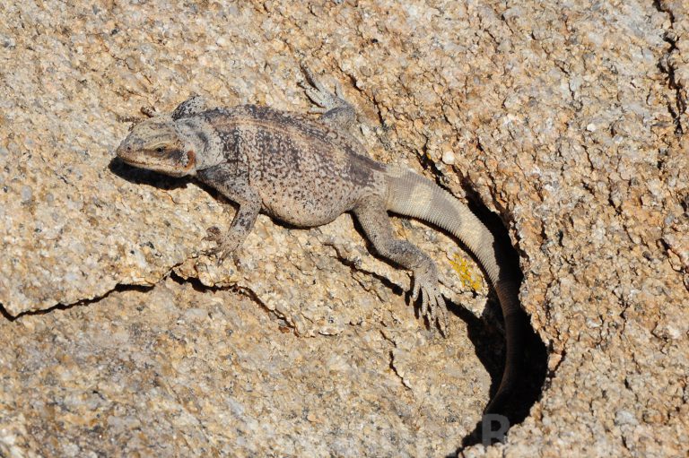 Anasazi delicacy