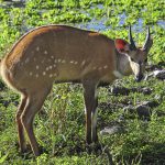 Wildlife 12