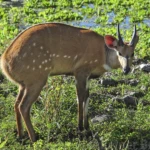 Wildlife 12