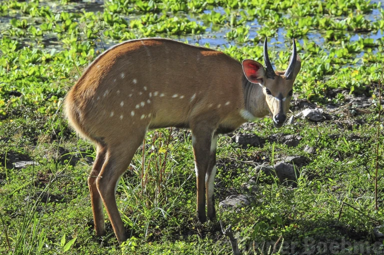 Wildlife 12