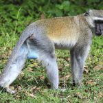 Wildlife 11