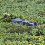 Wildlife 13