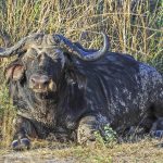 Wildlife 10