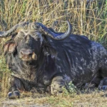 Wildlife 10