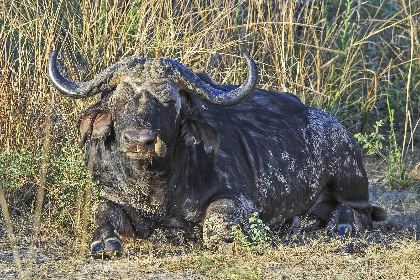 Wildlife 10, Zambia – photo by Reiner Boehme