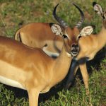 Wildlife 8