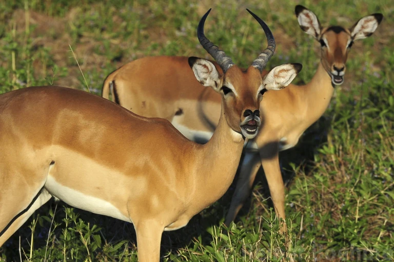 Wildlife 8
