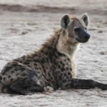 Hyena