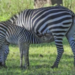 Wildlife 14