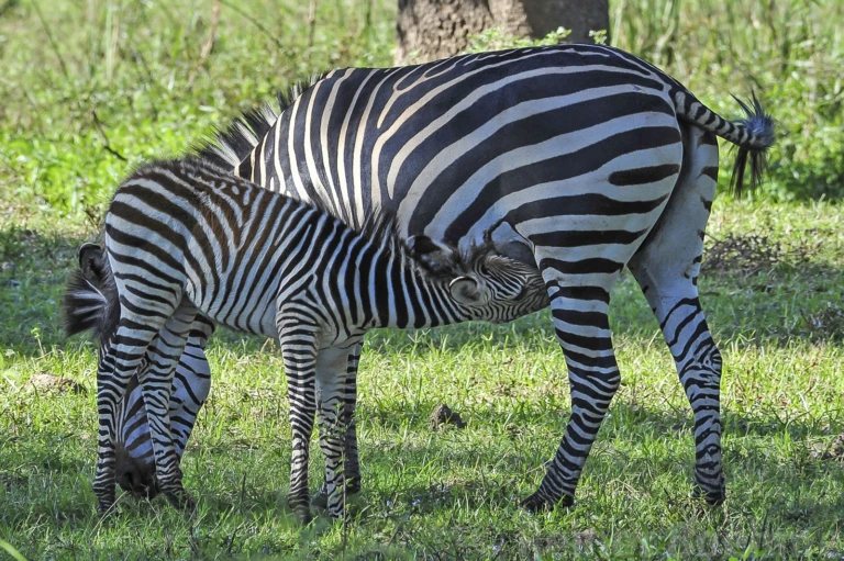Wildlife 14