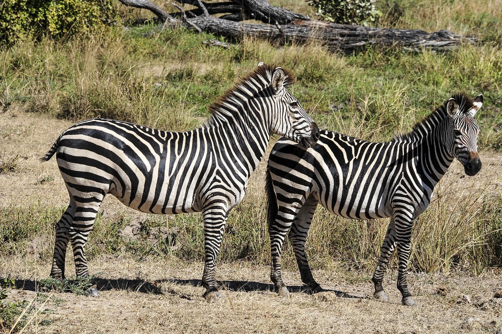Wildlife 15, Zambia – photo by Reiner Boehme