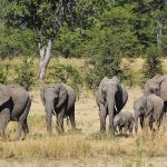Elephants
