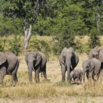 Elephants