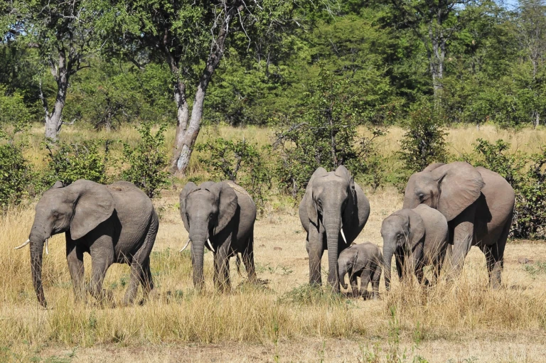 Elephants