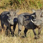 Wildlife 6