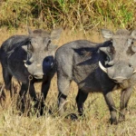 Wildlife 6