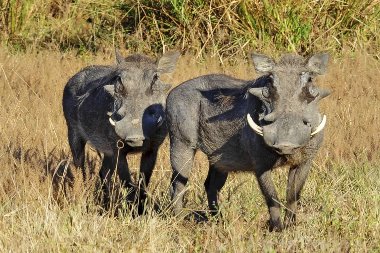 Wildlife 6