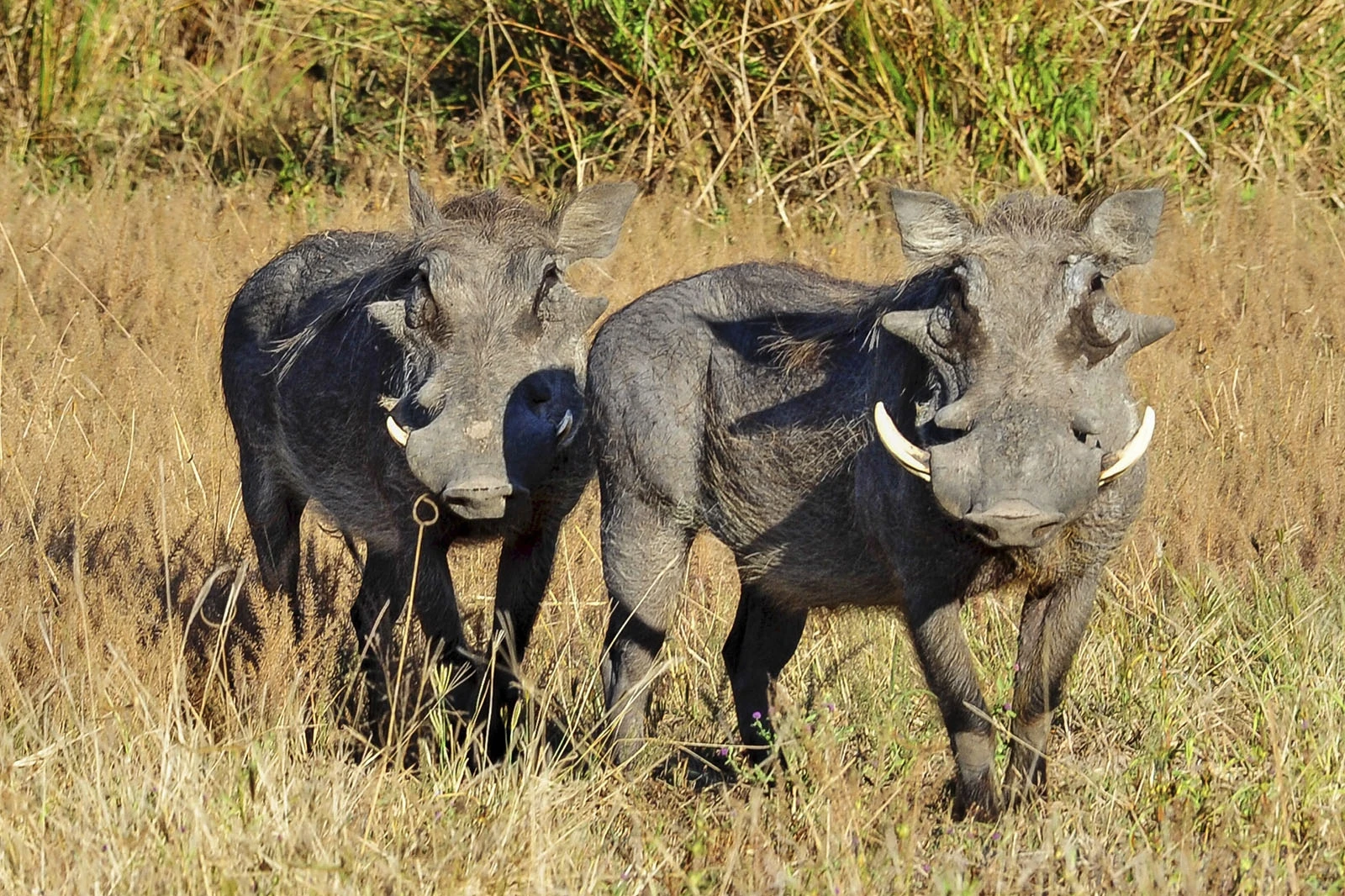 Wildlife 6, Zambia – photo by Reiner Boehme