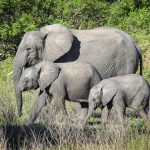 Wildlife 1