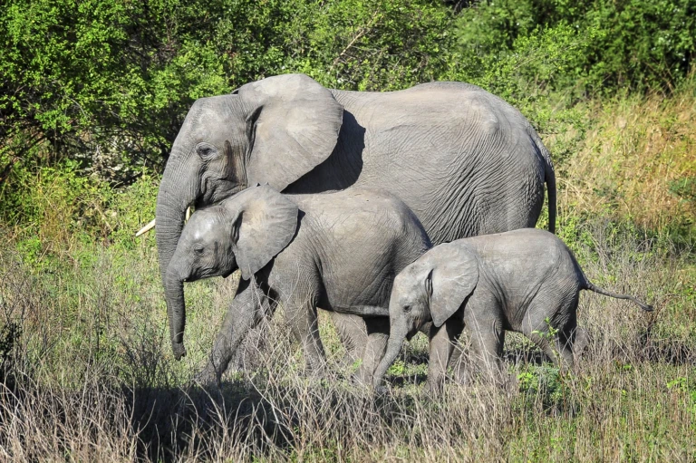 Wildlife 1