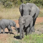 Wildlife 3