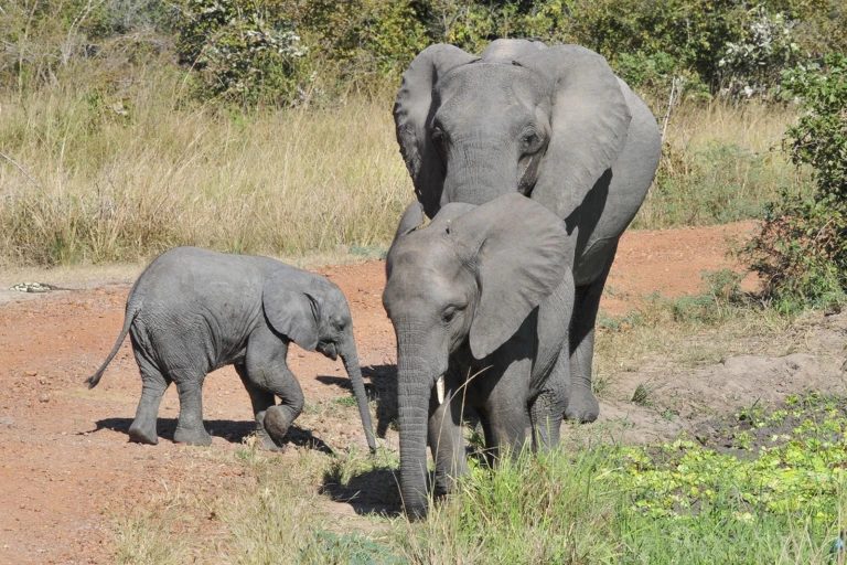 Wildlife 3