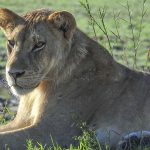 Wildlife 7