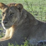 Wildlife 7
