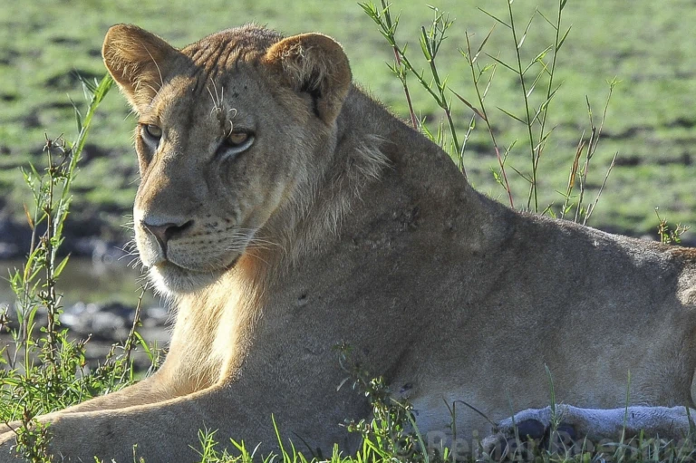 Wildlife 7