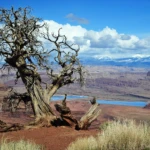 Dead Horse point overlook