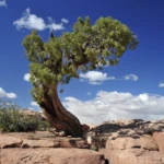At Dead Horse point