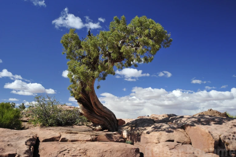 At Dead Horse point