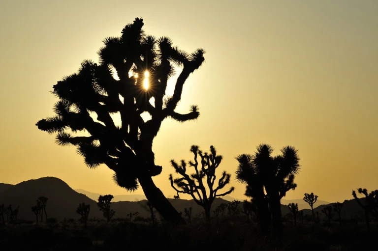 Yoshua Tree NP