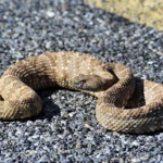Rattlesnakes like warmth of the road