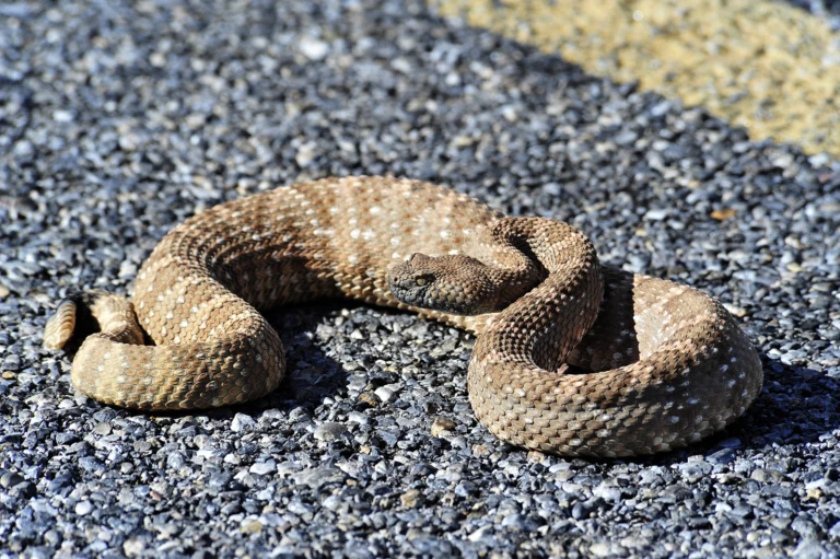 Rattlesnakes like warmth of the road