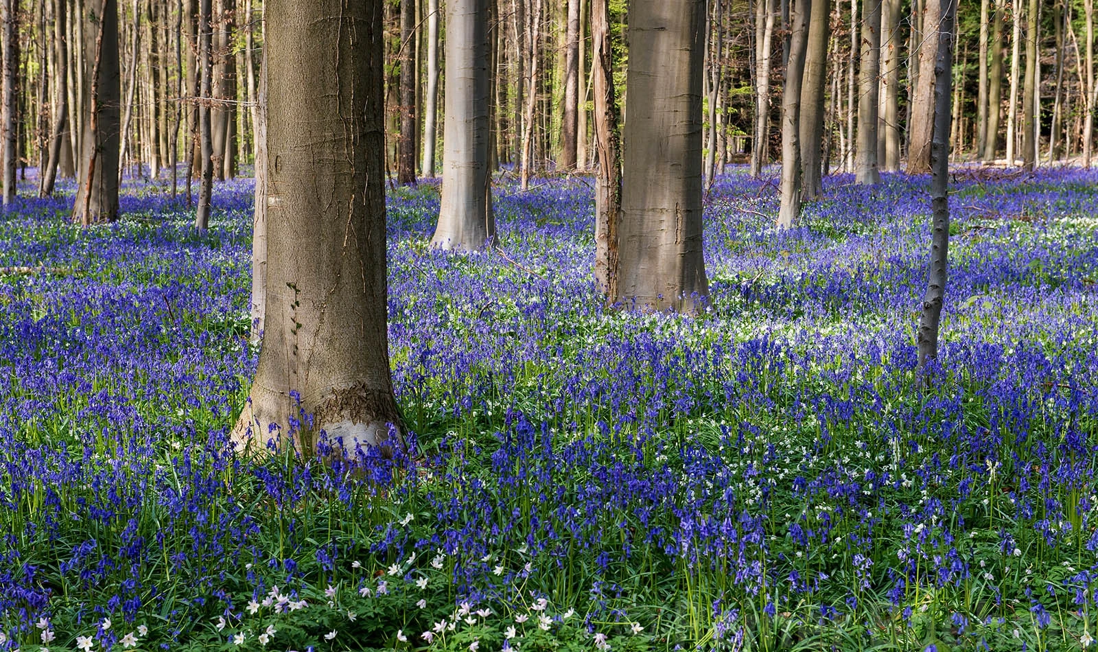 H3, Hallerbos – photo by Reiner Boehme