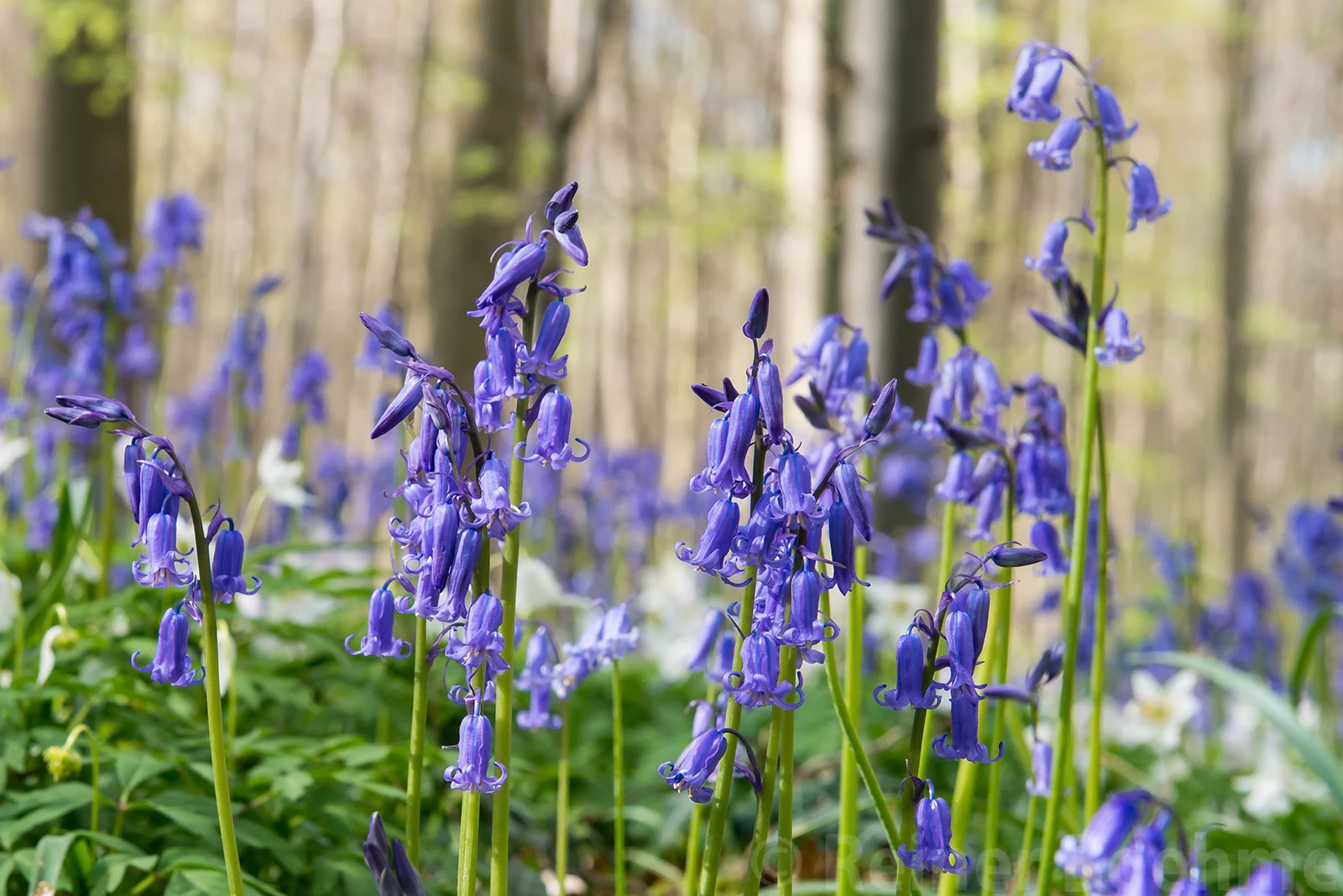 H5, Hallerbos – photo by Reiner Boehme