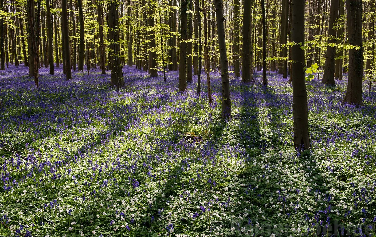 H4, Hallerbos – photo by Reiner Boehme