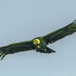 The condor flies