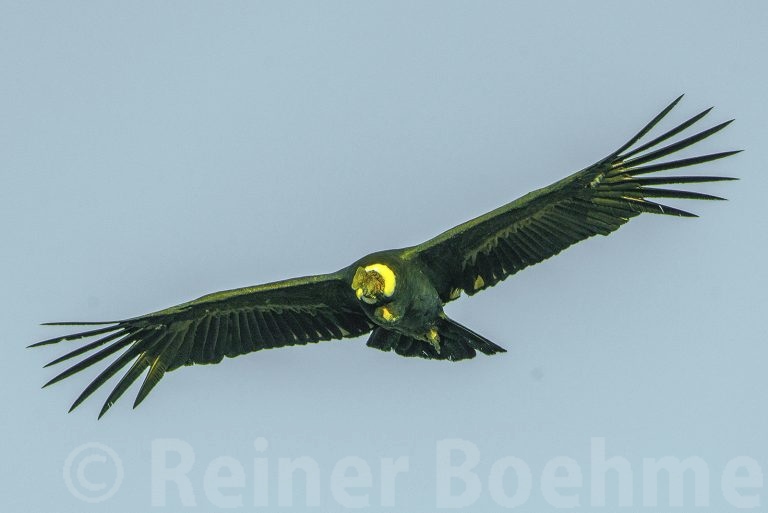 The condor flies
