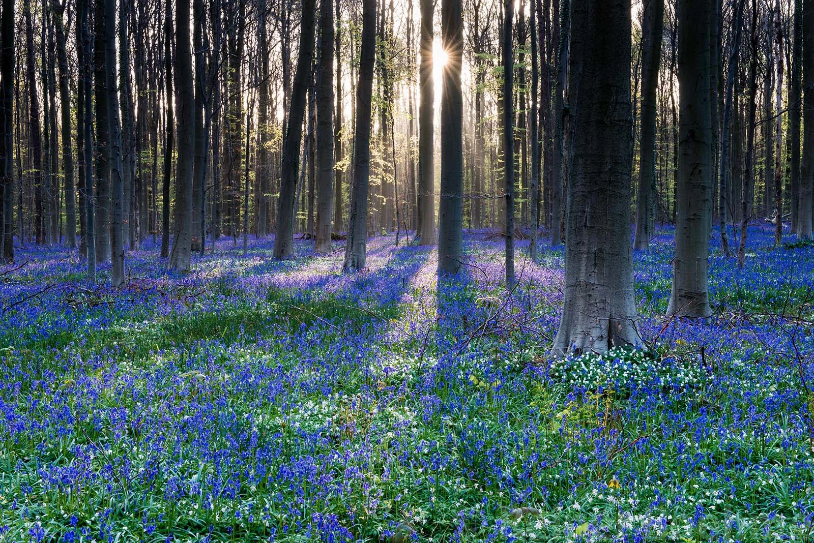 H1, Hallerbos – photo by Reiner Boehme