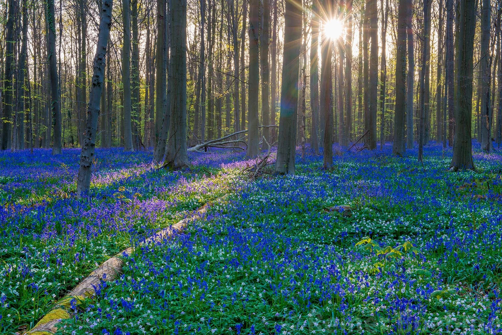 H6, Hallerbos – photo by Reiner Boehme