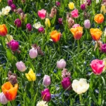 Annual flowershow I