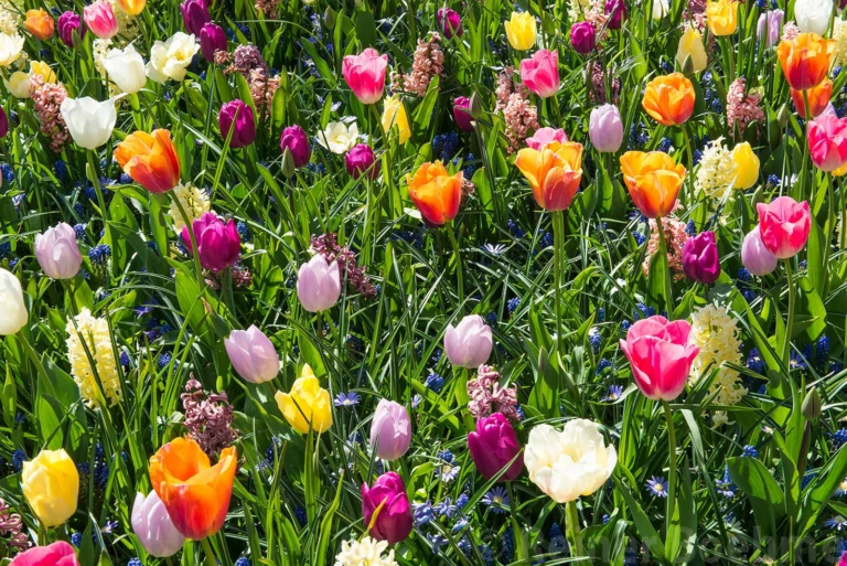 Annual flowershow I
