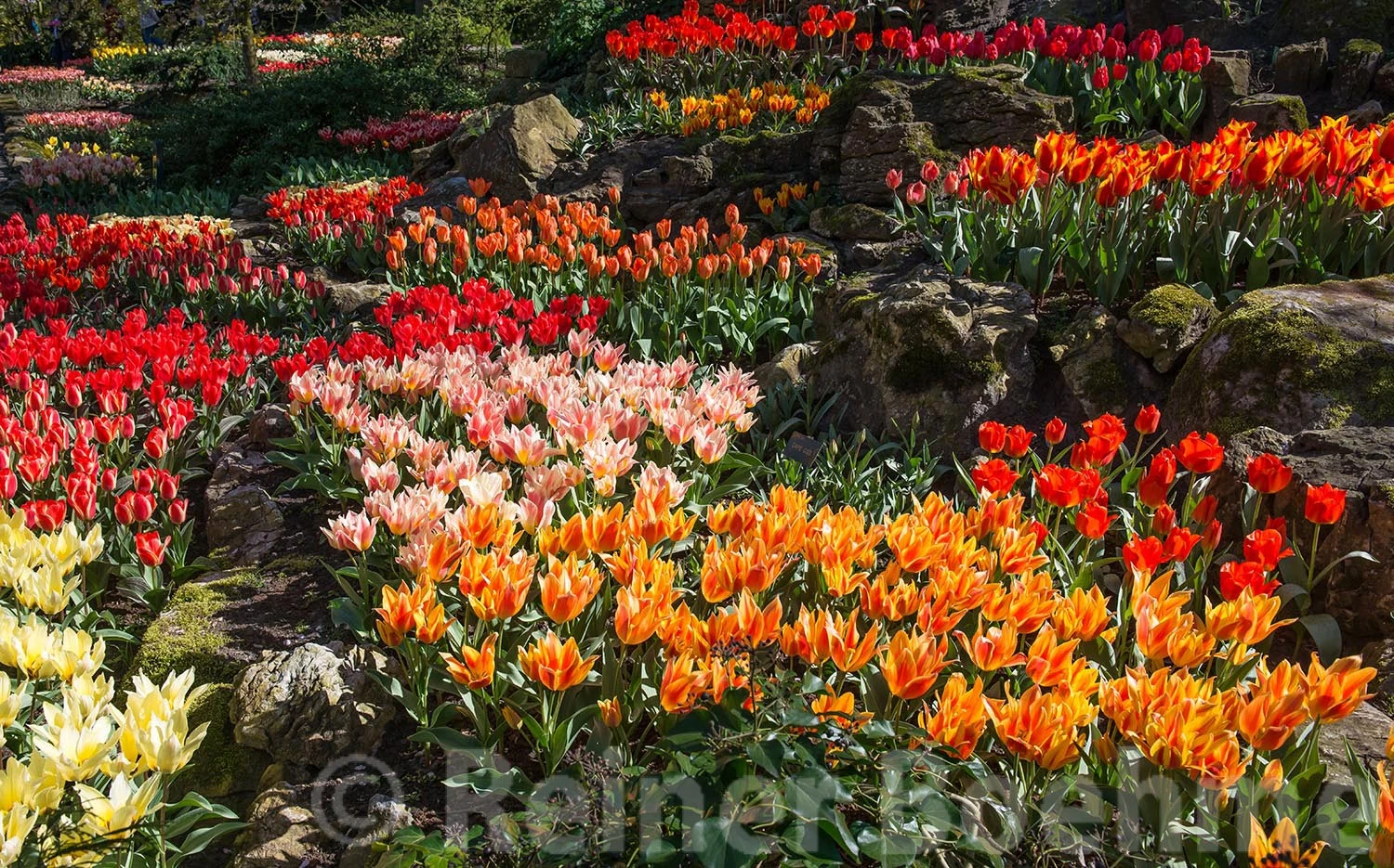 Annual flowershow VI, Keukenhof – photo by Reiner Boehme