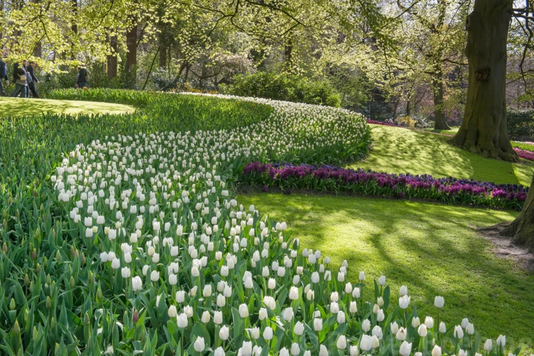Annual flowershow II