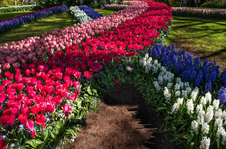Annual flowershow V